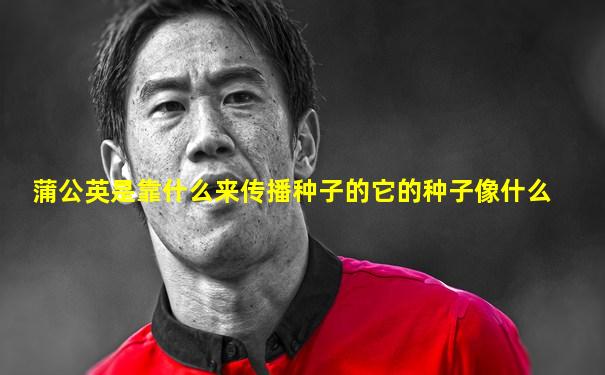 蒲公英是靠什么来传播种子的它的种子像什么