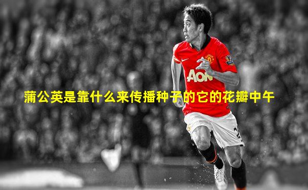 蒲公英是靠什么来传播种子的它的花瓣中午